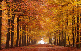 Forest path autumn leaves bare - a path in the middle of a forest free wallpaper