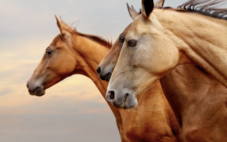 Horses field grass dirt sky - two horse free wallpaper