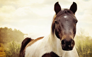 Horse white spot brown white - horse free wallpaper