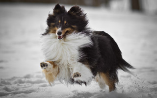 Dog snow running open mouth - action pose free wallpaper