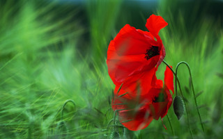 Red flower grassy field blurry - a grassy field free wallpaper