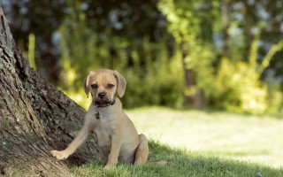 Puppy tree grass dog nature - daphne mcclure free wallpaper