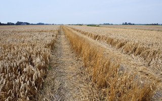 Wheat field trees blue sky - heavy grain free wallpaper for desktop