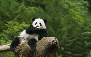 Panda forest glamor nature ecological - glamor pose free wallpaper