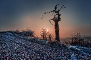 Tree hill sunset frostygrass surreal - godray free wallpaper