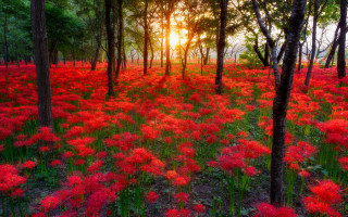 Red flower field sunset trees - sunrise time free wallpaper
