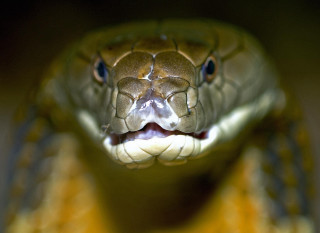 Cobra open mouth tongue blurry - front view free wallpaper