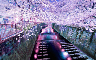 River flowers bridge petals impressionist - dreamlike free wallpaper for desktop
