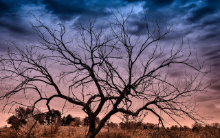 Bare tree purple sky clouds - chris friel free wallpaper