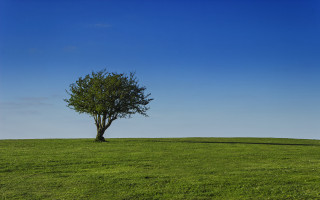 Lone tree grassy field blue 5 - david inshaw free wallpaper