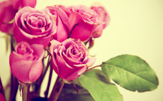 Pink roses vase green leaves 6 - free valentines wallpaper