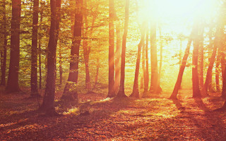 Forest sunset cityscape lensflare leaves - the ground and the sun free wallpaper