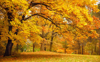 Park bench autumn leaves fiery - hudson river school free wallpaper