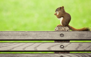 Squirrel wooden bench green field - a squirrel free wallpaper for desktop