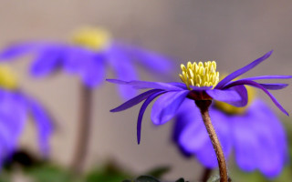 Purple flower yellow stamens blue - a purple flower free wallpaper for desktop