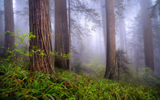 Foggy forest trees green nature 2 - a foggy day free wallpaper