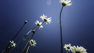 Daisy sun blue sky white - a few white flower free wallpaper