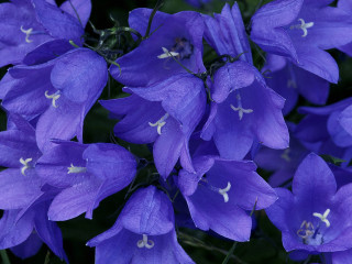 Purple flowers white stamens green 3 - synchromism free wallpaper