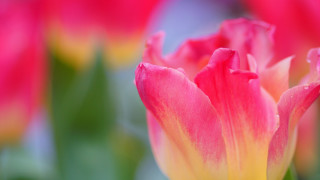 Pink yellow flower green leaves - field free wallpaper