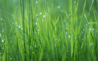 Grass water droplets macro photorealism - free minimalism wallpaper