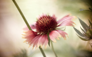 Pink flower green stem blurry 6 - cindy wright free wallpaper for desktop