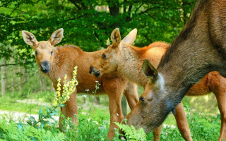 Deer group green field wooden - free dogs wallpaper