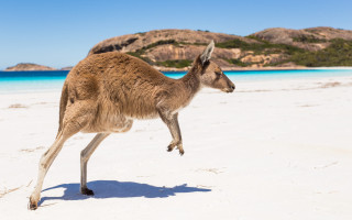 Kangaroo beach ocean mountains blue - white sand free wallpaper