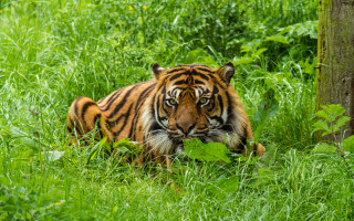 Tiger laying in tall grass - a tiger free wallpaper