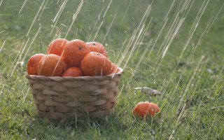 Basket oranges rain fence nature - the rain free wallpaper