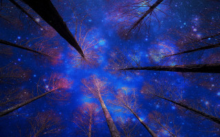 Sky trees stars night aurora - a view of the sky free wallpaper