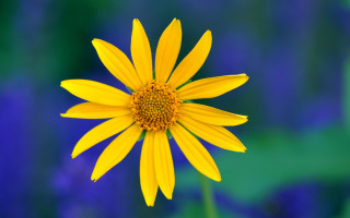Yellow flower blue background summer - a yellow flower free wallpaper