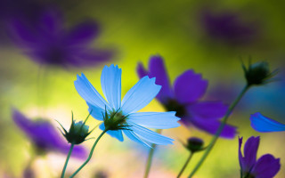 Blue flowers purple field butterfly - blue flower free wallpaper