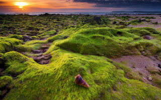 Moss field sunset cloud nature - green moss free wallpaper