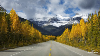 Mountain road forest yellow leaves - a mountain in the background and trees free wallpaper