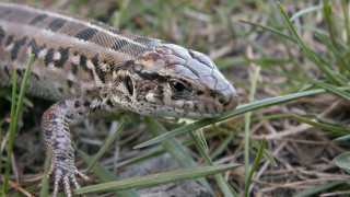 Lizard grass macro blurry bokeh - the camera mans eye free wallpaper