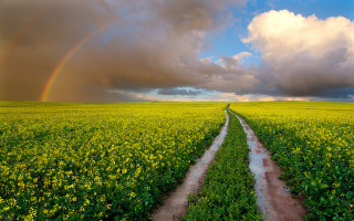 Dirt road field rainbow sky 3 - a dirt road in a field free wallpaper