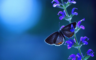 Butterfly purple flower blue background 3 - a blue background behind free wallpaper