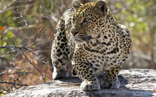 Leopard walking rock wildlife camera - looking free wallpaper for desktop