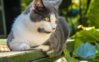 Curious cat on wooden bench - curious free wallpaper
