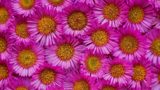 Purple flower field macro closeup - betye saar free wallpaper
