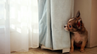 Small dog peeking curtain shiba - tiny free wallpaper for desktop