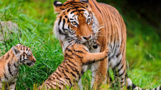 Tiger cub walking grass wildlife - her cub free wallpaper