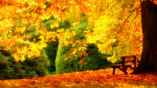 Autumn park bench leaves orange - orange leaf free wallpaper for desktop