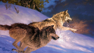 Wolf fox snow mountain horizon - brothers hildebrandt free wallpaper