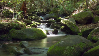 Stream lush forest mossy rocks 2 - moss free wallpaper