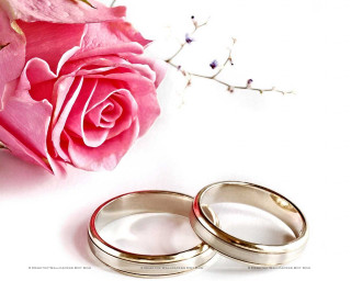 Wedding rings rose flower background - a single rose free wallpaper