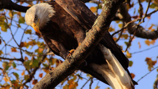 Bald eagle autumn leaves nature - a bald eagle free wallpaper