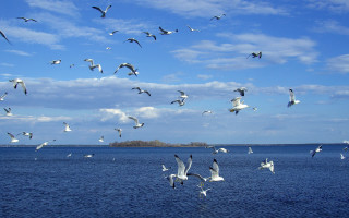 Seagulls water island blue sky - over a body of water free wallpaper for desktop