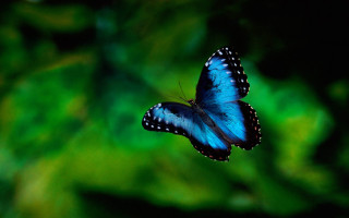 Blue butterfly green leaf macro - the wing free wallpaper