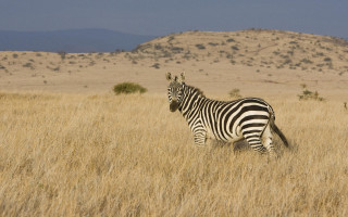Zebra drygrass mountain sunny day - a zebra free wallpaper